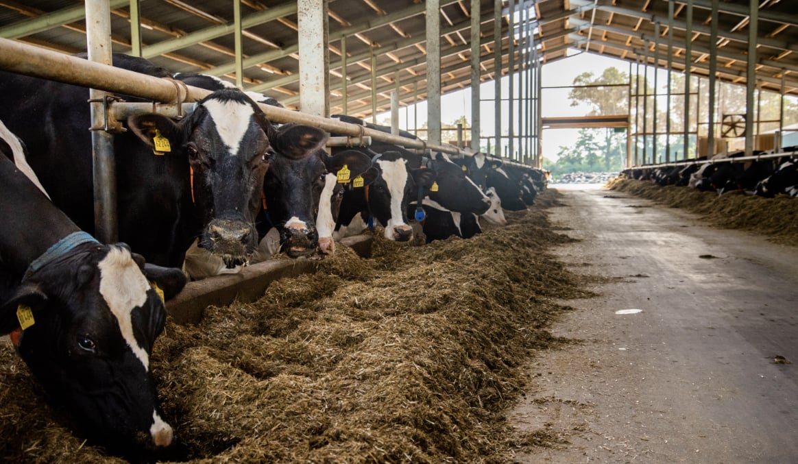 Bröring Mischfutter Dinklage Milchvieh Milchviehfütterung Rationsberechnung Maissilage Grassilage Grundfutter Bova Forage
