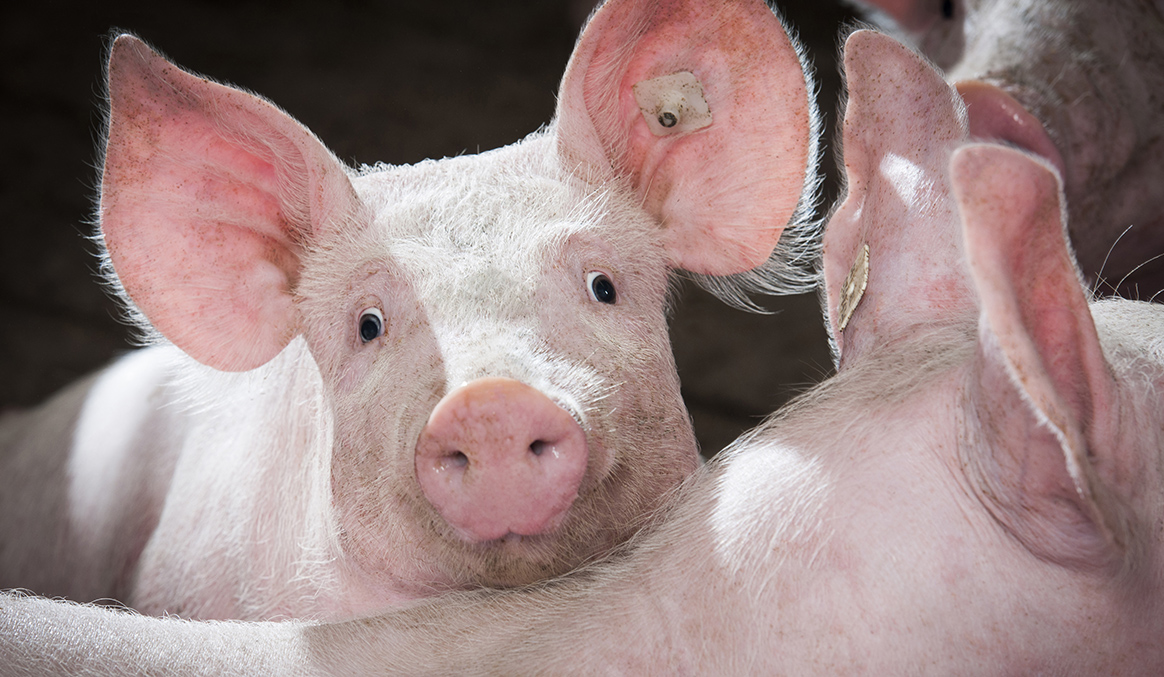 HappyCobs Beschäftigung für Schweine Bröring Futtermittel