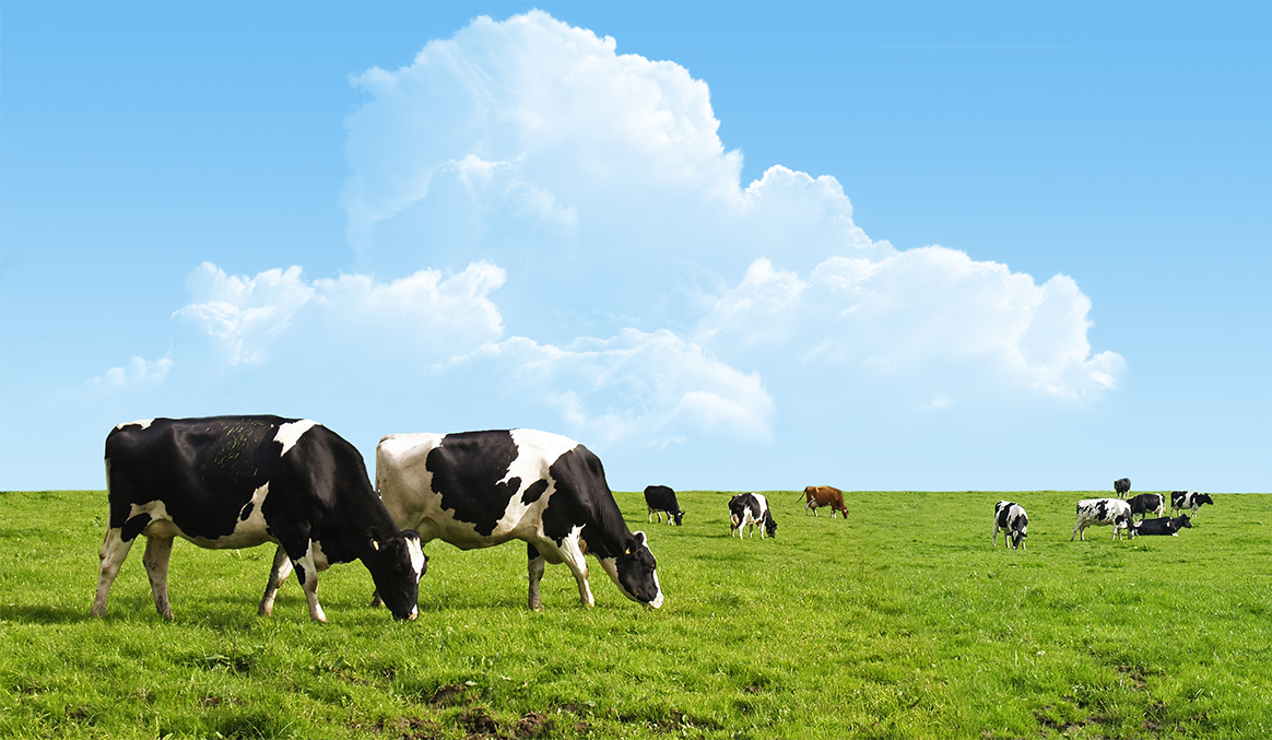 Das Bild zeigt mehrere Kühe auf einer grünen Weide. Sie grasen. Der Himmer ist blau mit leichten Wolken.