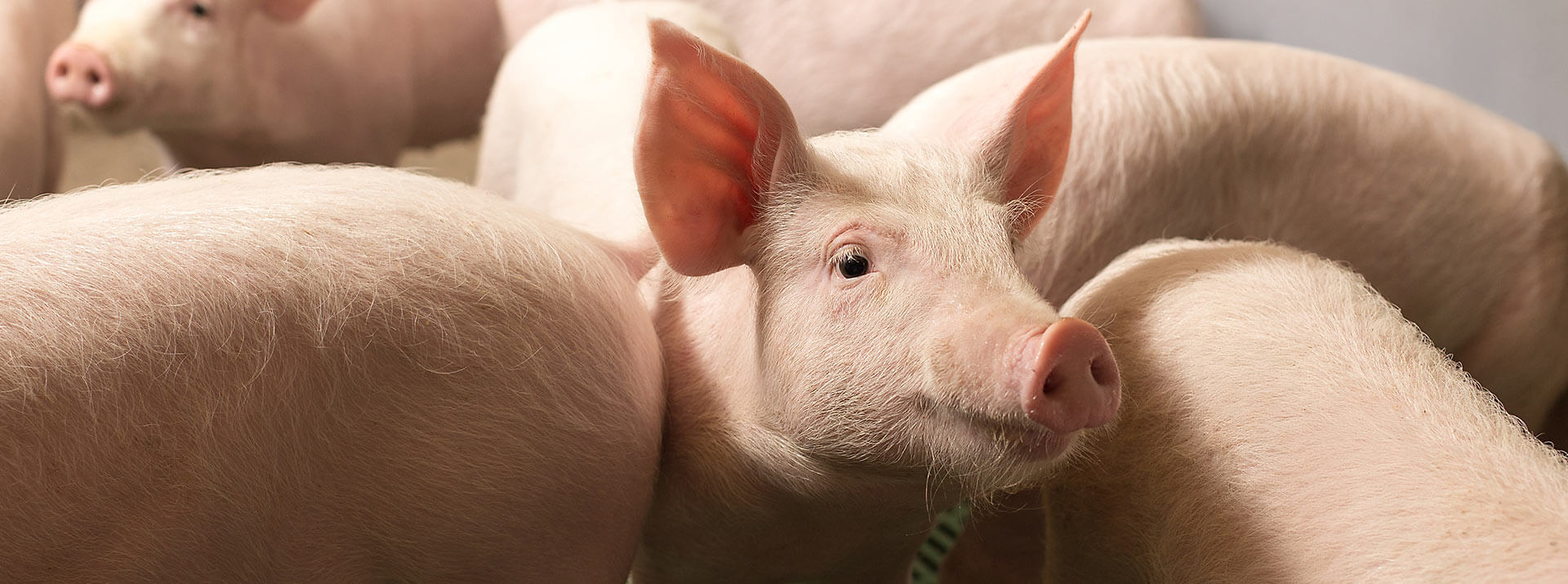 Mastschwein steht zwischen anderen Mastschweinen im Schweinestall und schaut interessiert in die Kamera