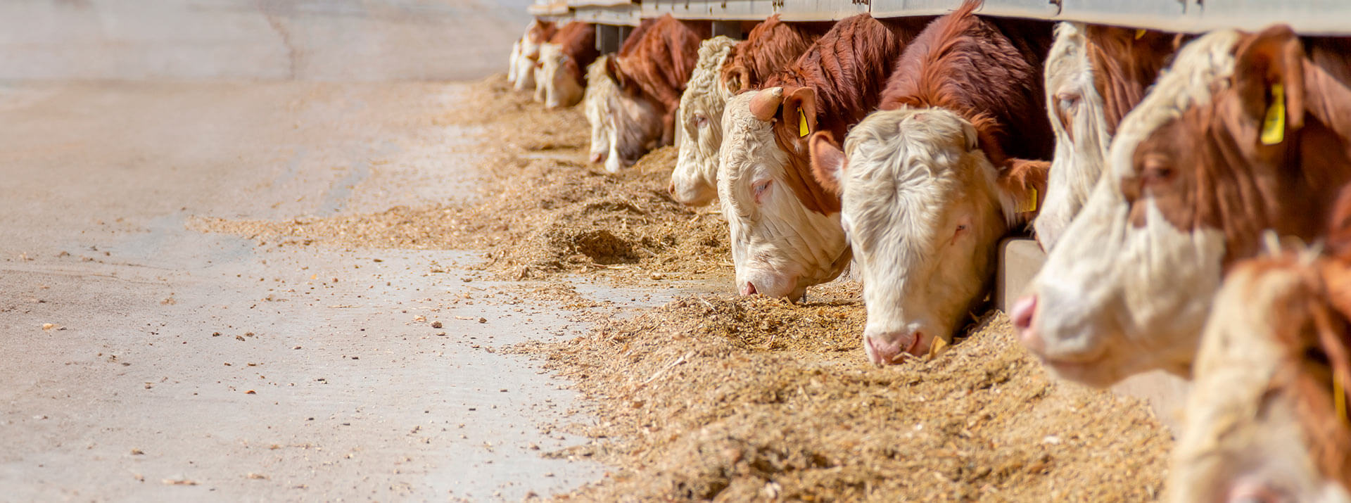 Fleckvieh-Bullen stehen im Bullenstall vorne am Futtertisch und fressen Maissilage