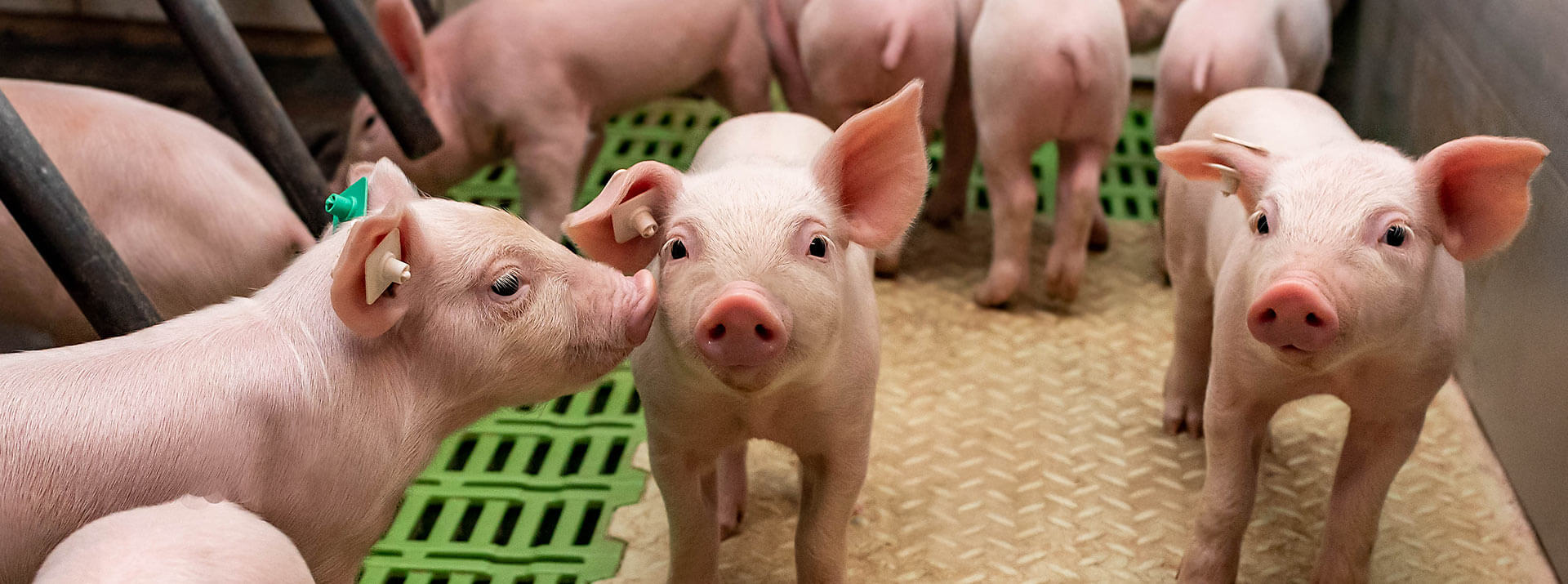 Um Vordergrund drei aufmerksame saubere Ferkel im Sauenstall die in die Kamera schauen. Im Hintergrund sind weiter Ferkel.