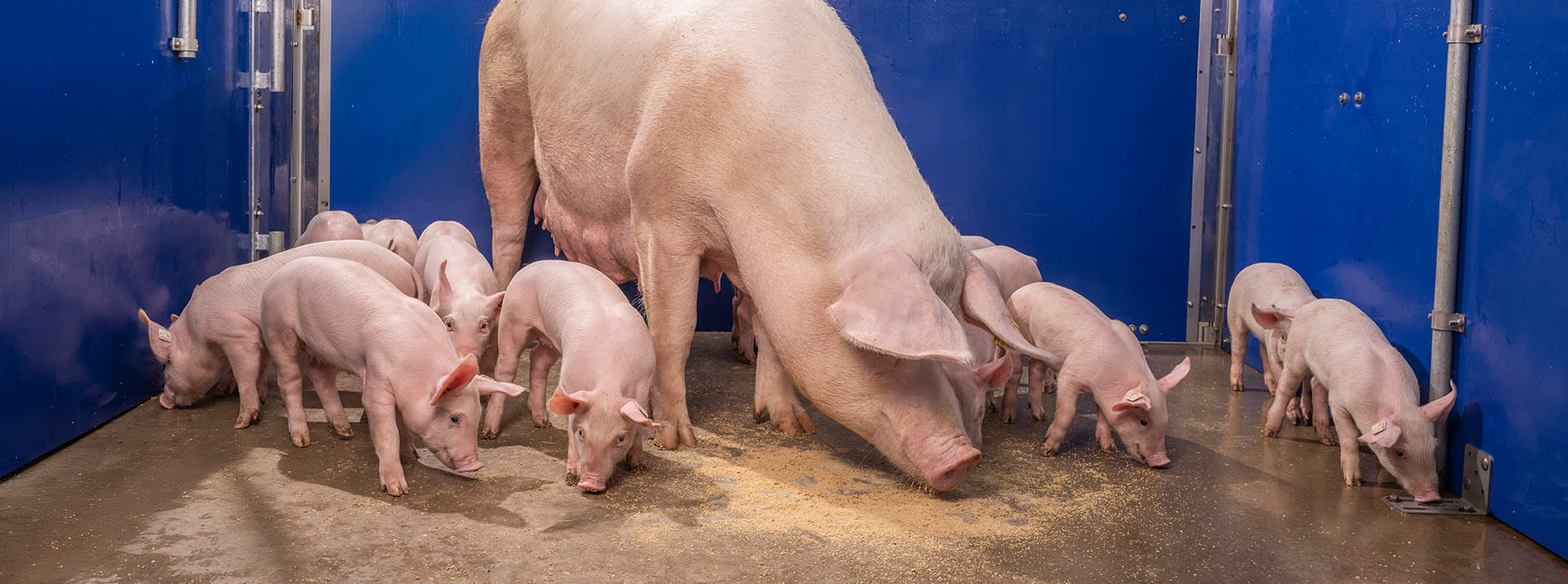 Sau zusammen mit Ferkeln in einem modernen Sauenstall, etwas Futter liegt auf dem Boden