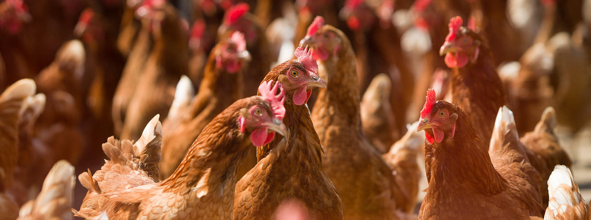 Futtermittel für Jung- und Legehennen von Bröring