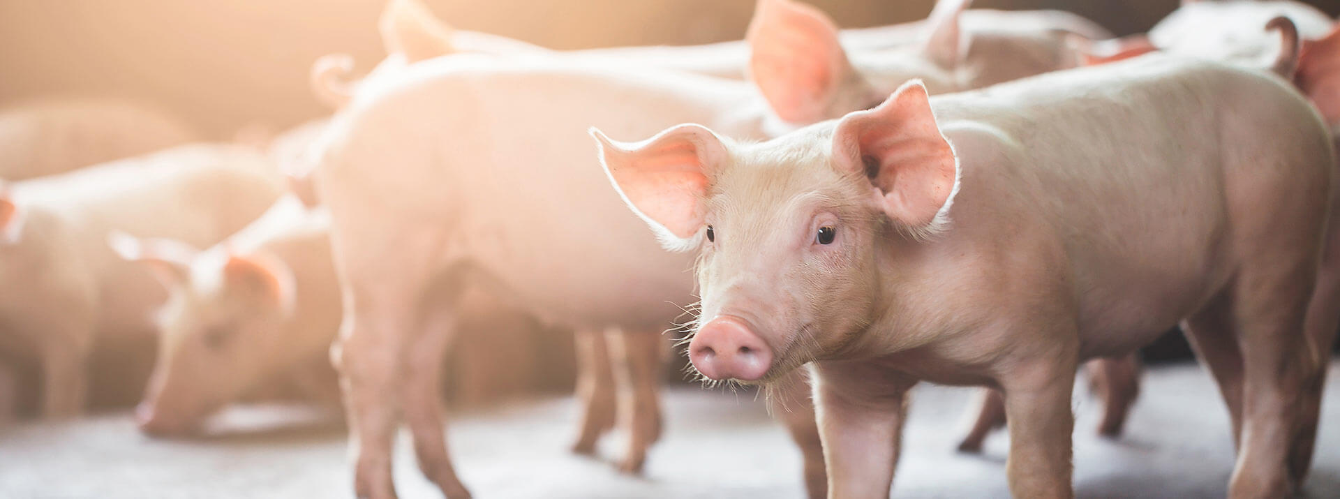 Mastschwein im Vordergrund im Stall schaut in die Kamera, im Hintergrund weitere Mastschweine